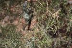 Foto juniperus_virginiana_d_1783093230.jpg