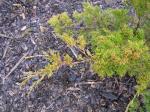Foto juniperus_virginiana_eleganitisima_-_detail_1435485712.jpg
