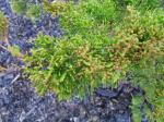 Foto juniperus_virginiana_eleganitisima_-_detail_jehlic_1435485492.jpg