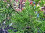 Foto juniperus_virginiana_pendula_-_detail_1433357109.jpg