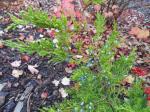Foto juniperus_virginiana_pendula_-_detail_vetvicek_1433357050.jpg