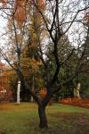 Foto koelreuteria_paniculata_h_1783093320.jpg