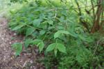 Foto kolkwitzia_amabilis_d1_1783093430.jpg