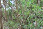 Foto kolkwitzia_amabilis_d2_1783093456.jpg