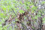 Foto laburnum_anagyroides_d_1783093534.jpg