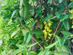Foto laburnum_anagyroides_d_kampus_1783093578.jpg