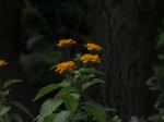 Foto lantana_camara_1719349526.jpg