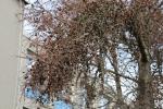 Foto larix_kaempferi_d2_1783093976.jpg