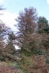 Foto larix_kaempferi_ii_h_1783094000.jpg