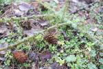 Foto larix_occidentalis_d_1783094074.jpg