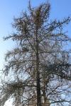 Foto larix_occidentalis_h_1783094141.jpg