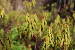Foto ledum_groenlandicum_d_1783094882.jpg