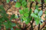 Foto ligustrum_ovalifolium_d_1783095232.jpg