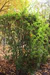 Foto ligustrum_ovalifolium_h_1783095253.jpg