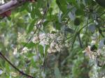 Foto ligustrum_vulgare_1719331898.jpg