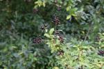 Foto ligustrum_vulgare_d_1783095491.jpg