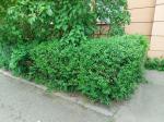 Foto ligustrum_vulgare_h_cinska_1783095535.jpg