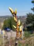 Foto liquidambar_styraciflua__worplesdon__-_detail_(arboretum_vsenory)_1684171048.jpg