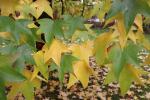 Foto liquidambar_styraciflua_d1_1783095677.jpg