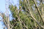 Foto liquidambar_styraciflua_d_1783095644.jpg