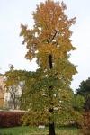 Foto liquidambar_styraciflua_h_1783095714.jpg