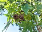 Foto liquidambar_styraciflua_iii_d_1783095763.jpg