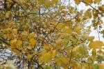 Foto liriodendron_tulipifera_d_1783095954.jpg