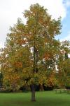 Foto liriodendron_tulipifera_h_1783095983.jpg