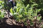 Foto lonicera_caerulea_d2_1783096060.jpg