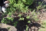 Foto lonicera_caerulea_h_1783096084.jpg