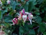 Foto lonicera_caprifolium_d1_1785249190.jpg