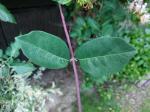 Foto lonicera_caprifolium_d2_1785249229.jpg