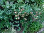 Foto lonicera_caprifolium_h_1785249263.jpg