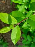 Foto lonicera_fragrantissima_d1_libosad_1783096221.jpg