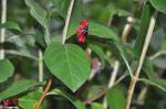 Foto lonicera_ledebourii,_2016-07-02,dendro_zahr_pruhonice,_st._kasparova,_dsc_0335_1605120105.jpg