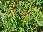Foto lonicera_maackii_d_1783096296.jpg