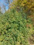 Foto lonicera_maackii_h_1783096344.jpg