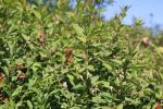 Foto lonicera_tatarica_ii_d_1783096785.jpg