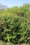 Foto lonicera_tatarica_ii_h_1783096825.jpg