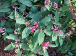 Foto lonicera_tatarica_´hecks_red´_d_libosad_1783096695.jpg