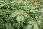 Foto lonicera_xylosteum_ii_d_1783097518.jpg