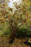 Foto lonicera_xylosteum_ii_h_1783097493.jpg