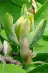 Foto magnolia_acuminata_1337467743.jpg