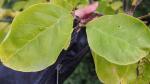 Foto magnolia_acuminata_kinja_(4)_(libosad)_1492978863.jpg