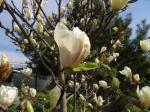 Foto magnolia_acuminata_kinju_-_detail_jaro_1432812186.jpg