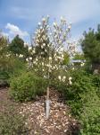 Foto magnolia_acuminata_kinju_-_habitus_jaro_1432812213.jpg