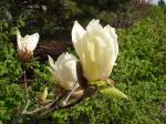 Foto magnolia_acuminata_kinju_-_kvety_jaro_1432812255.jpg