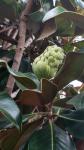Foto magnolia_grandiflora_1567624939.jpg