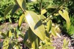 Foto magnolia_grandiflora_d_1783153037.jpg
