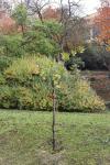 Foto magnolia_grandiflora_h_1783153094.jpg